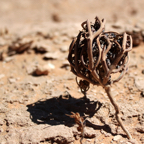 akaraba, la rose de Jericho.jpg
